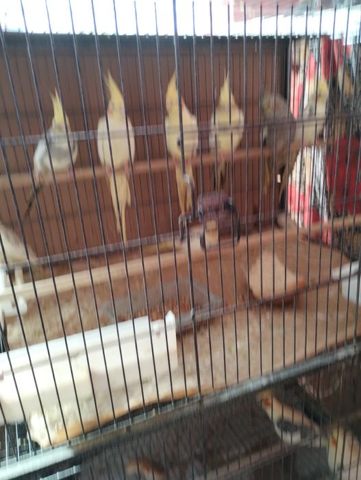 Vind Papagali Nimfa Oltenița.