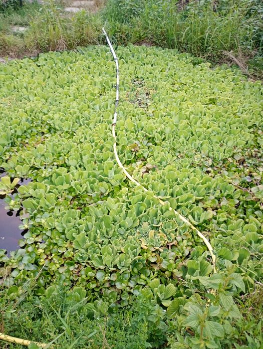 Salata de Nil -pistia, zambile amazoniene, plante de apa plutitoare.