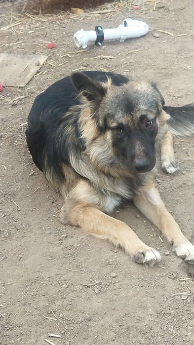 Отдам собачку в хорошие руки