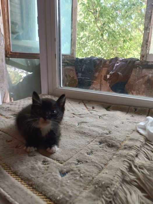 Отдам котят даром