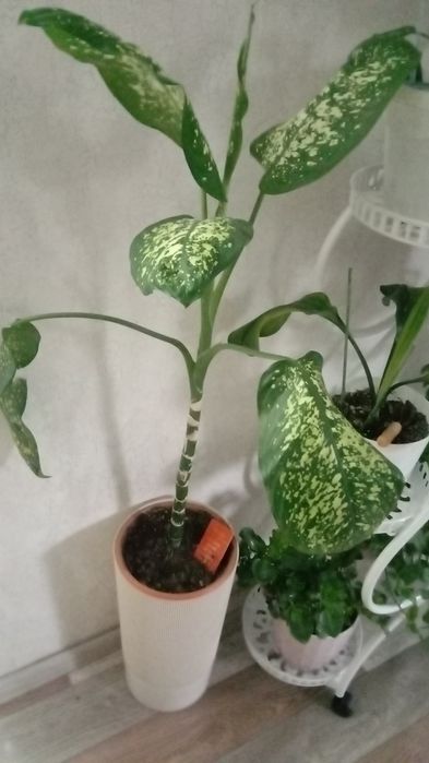 Диффенбахия в продаже