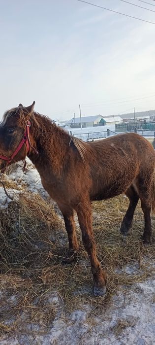 Продам тай с откорма