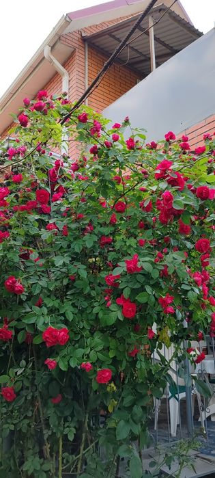 Садовник эксперт