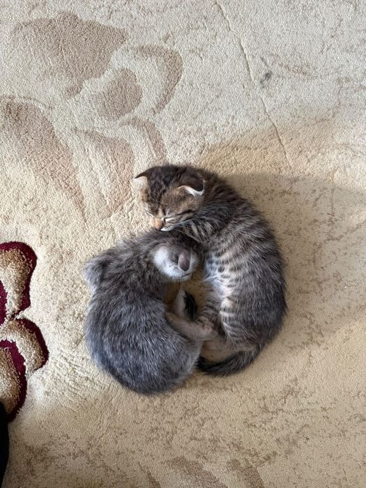 Шотландский вислоухо