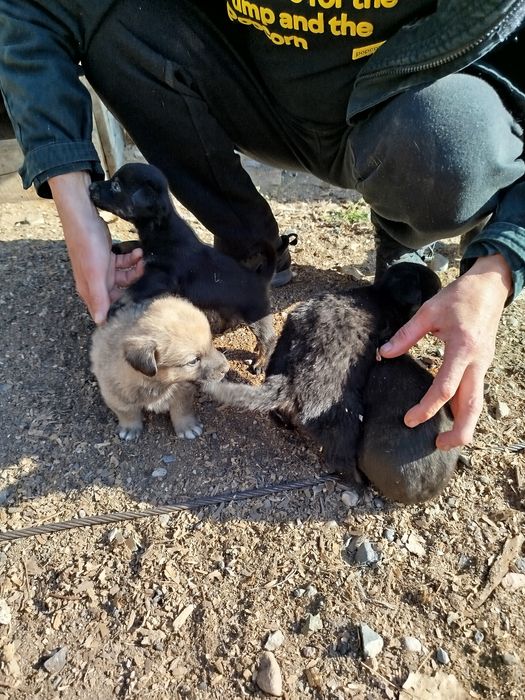 Щенки,щеночки,крысоловы