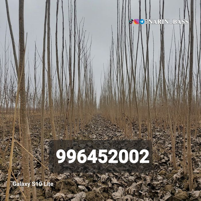 Калифорния, БЫСТРО ХОД терак Кучат Ва каламчалари