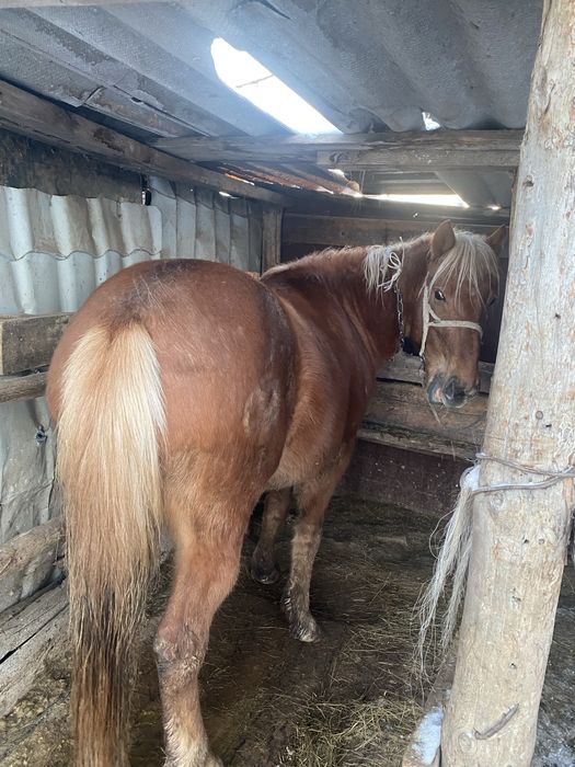 Продам дунен 4жасар