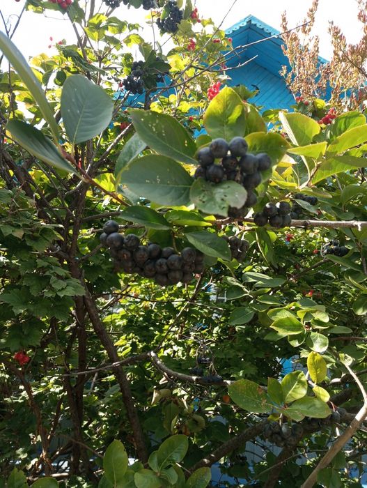 Продам черноплодную рябину (район облроддома)