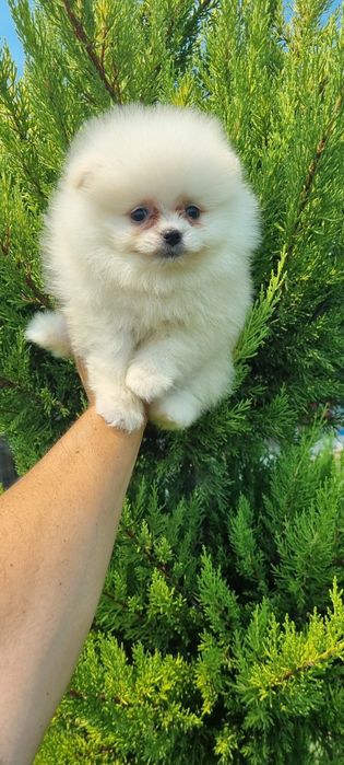 Померан момчета ..