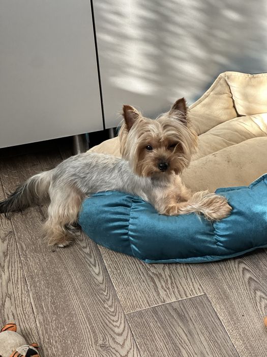 Йорк мальчик ищет невесту