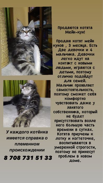 Продаются котята Мейн кун!