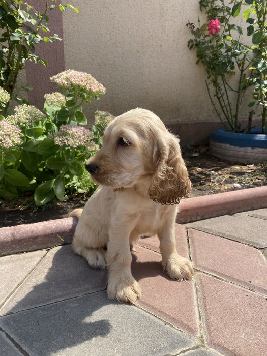 Cocker Spaniel mascul 2 luni
