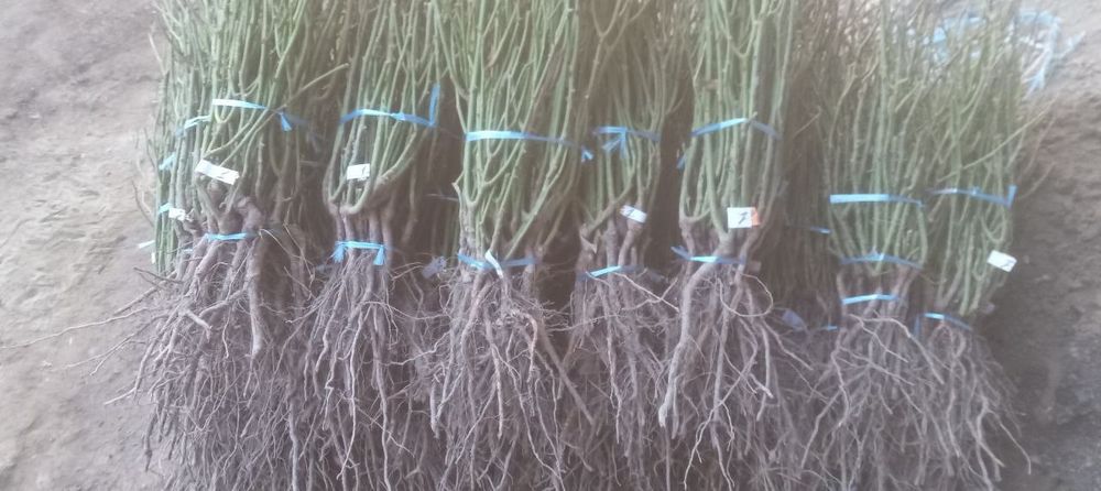 Atirgul ko'z ko'chatllariga zakaz olamiz Optom