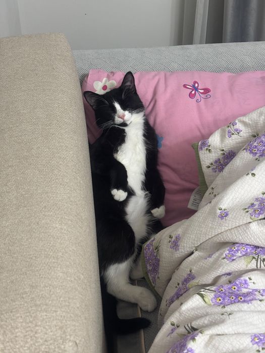 Котик Рой 8 месяцев