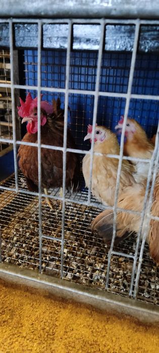 Яйца малайзийская серама.