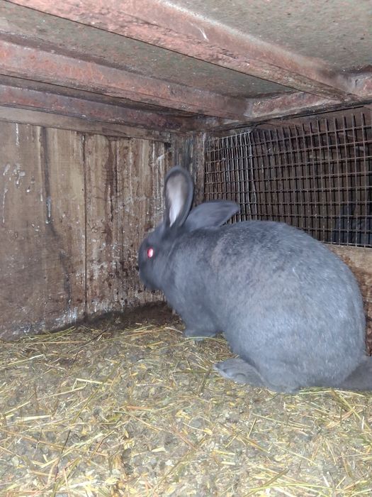 Vind iepurita montat Fluture Janet