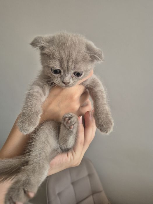 Продам котят шотландских