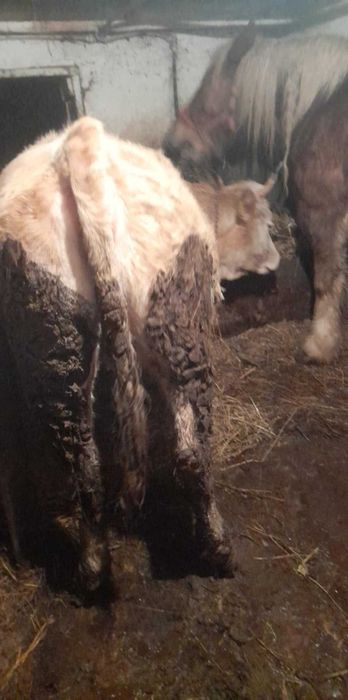 Vand juninca gestanta