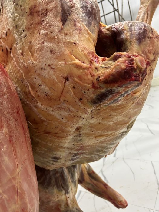 Жылкы баитал конина