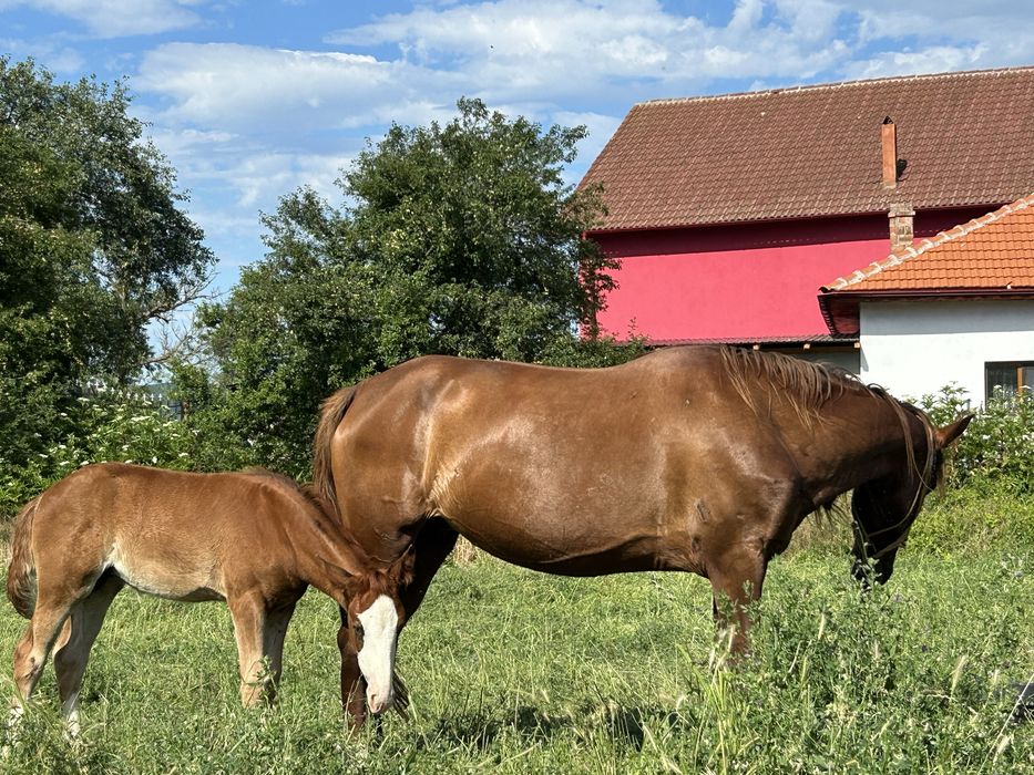 Vând 2 iepe si o mânză