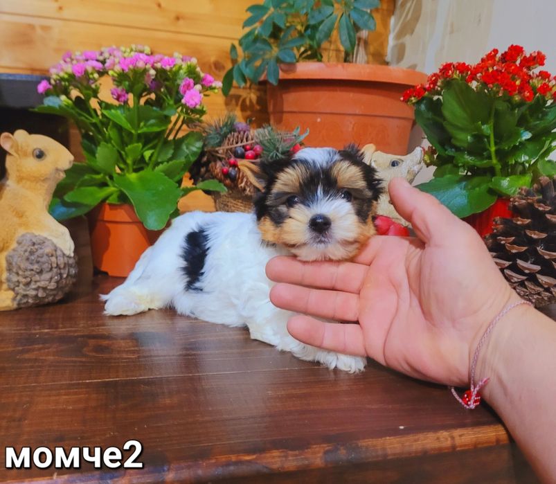 Бивер Йоркширски териер-бивър