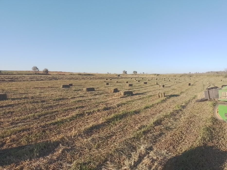 Продам сено разнотравье. Самовывоз.