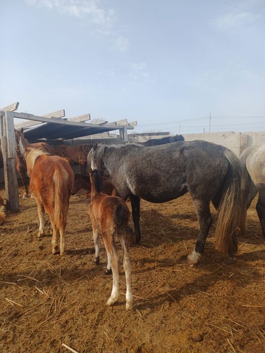 Кобыла с жеребенком