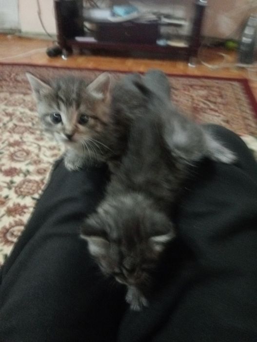 Мысыктар котята анасы скотчиш страйк