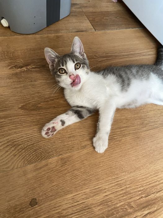 Отдам котенка в добрые руки