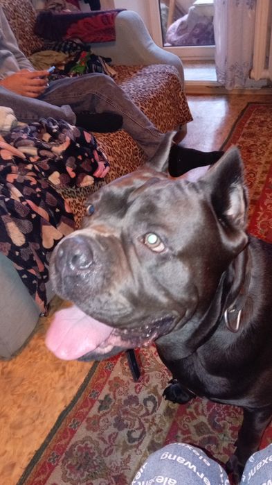 Вязка сабаки коне-корсе