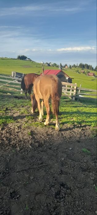 Vând o manza si un cal