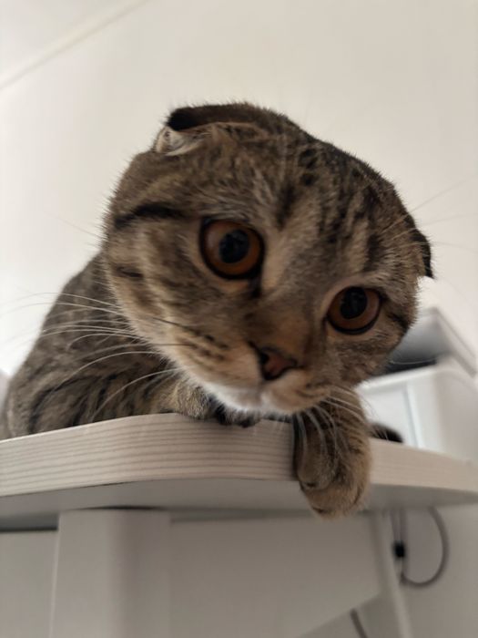 Отдам кошку в добрые руки