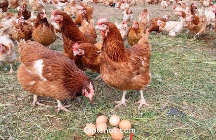 Куры несушки Ломан Браун красные