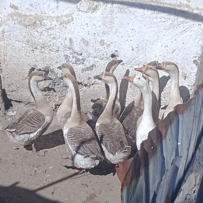 Продам  серых гусаков