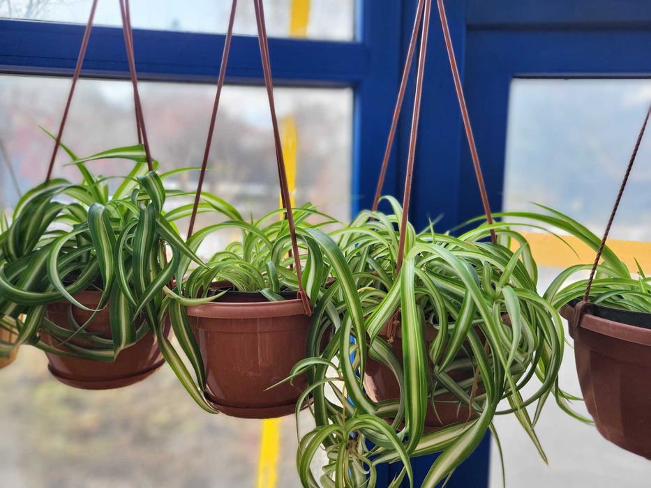 Продам чудесный хлорофитум