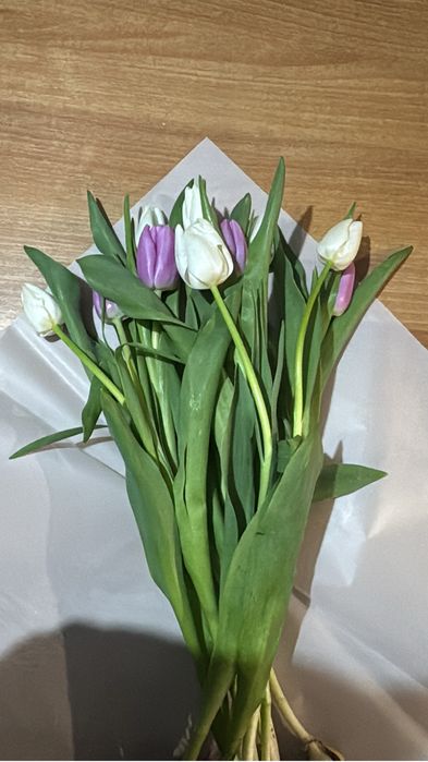 тюльпаны не дорогие свежие