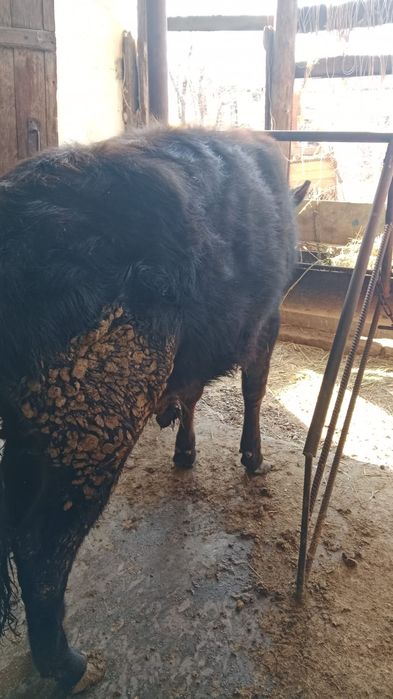 Продам 5 крепких бычков