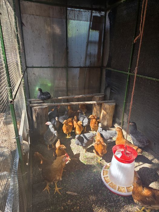 Vand gaini de rasa plaimut si hampshire