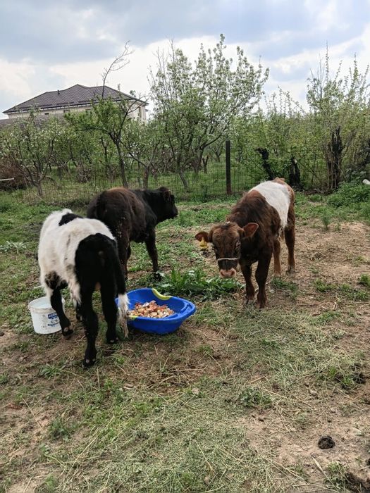 Бұқалар сатылады. Продам бычков
