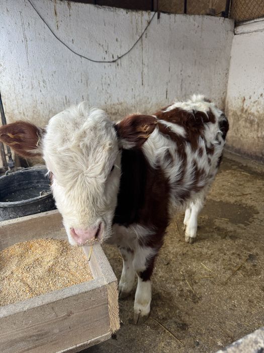 Vând vițea bălțată