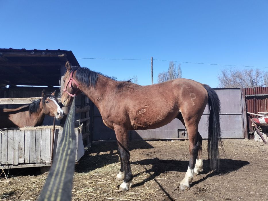 Айғыр сатам 6ж юрде жур