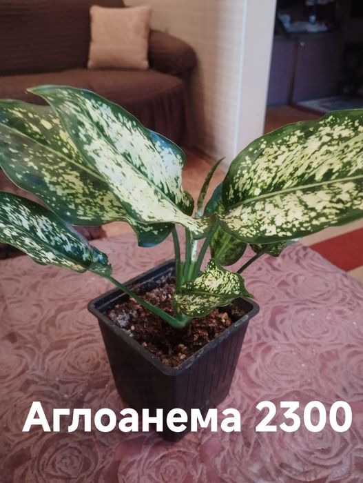 Продам Комнатные растения