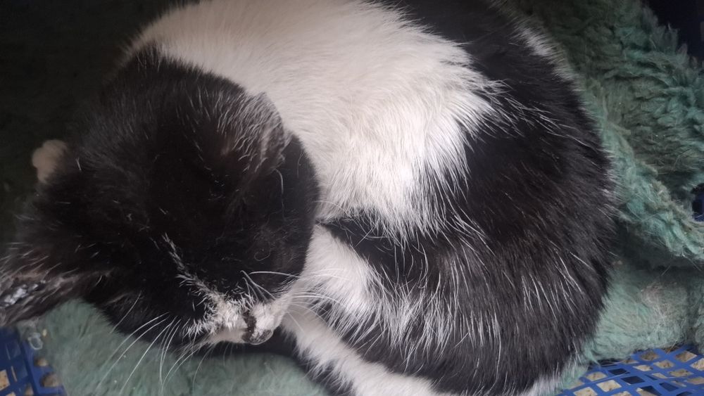 Приютите кошечку