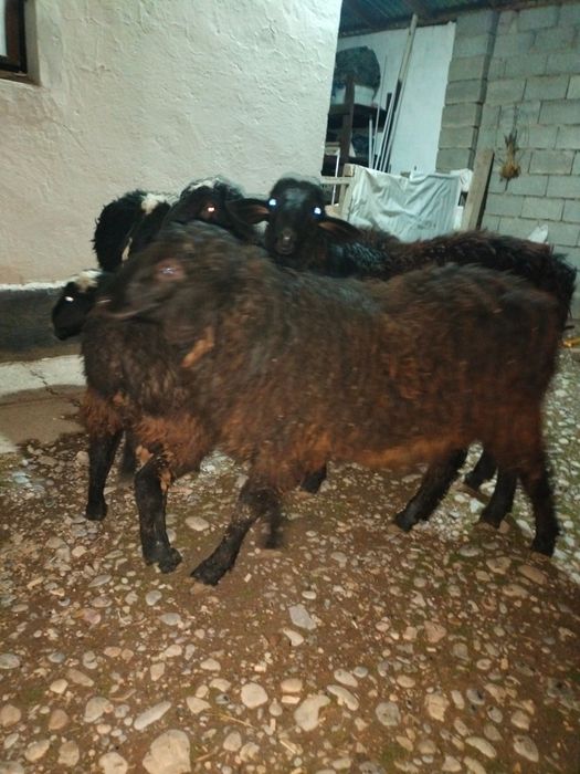 Кошкар.      сатылады