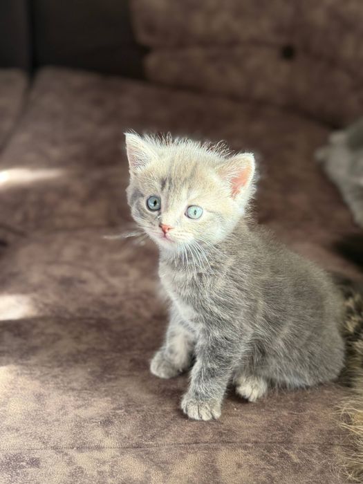 Mushukchalar Onasi bilan birga