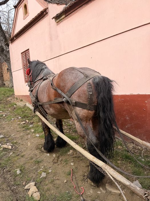 Cal de vânzare bun de ham