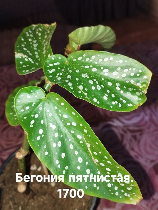 Продам комнатные растения Бегонии