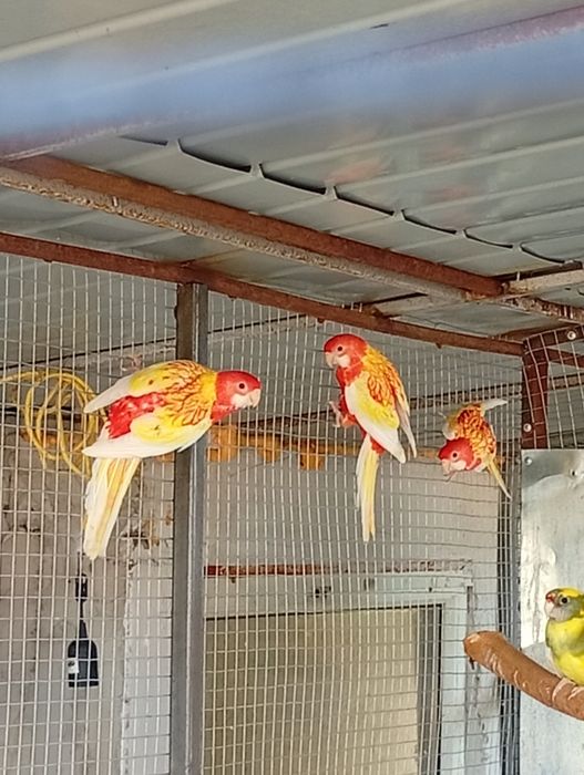 Vând papagali Rosella rubino