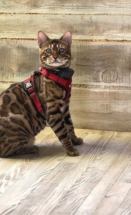 Бенгалска  котка