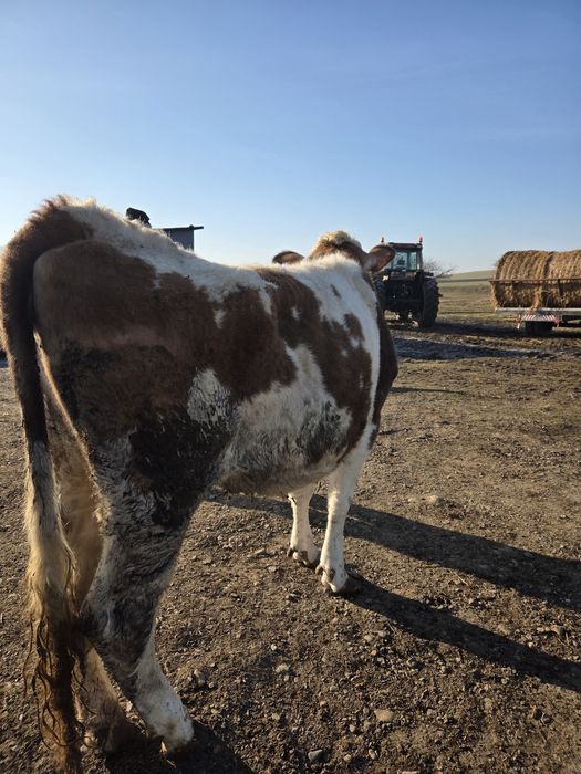 Vacă cu a 2 fătare